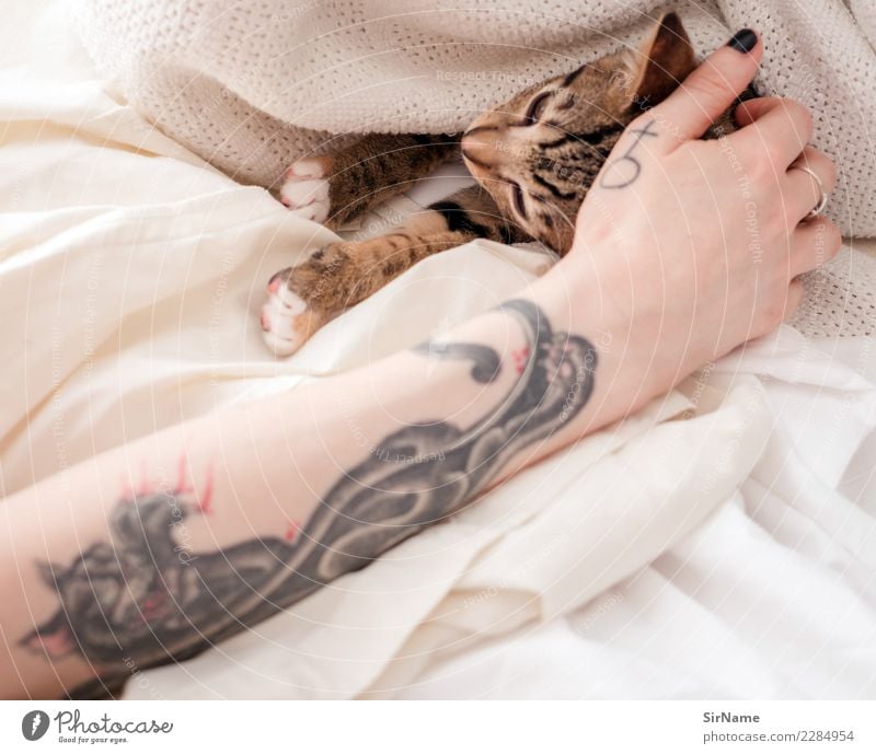 414 [two cats] Häusliches Leben Junge Frau Jugendliche Erwachsene Haut Arme Hand Jugendkultur Subkultur Tattoo Haustier Katze Krallen Pfote Tier Zeichen feminin