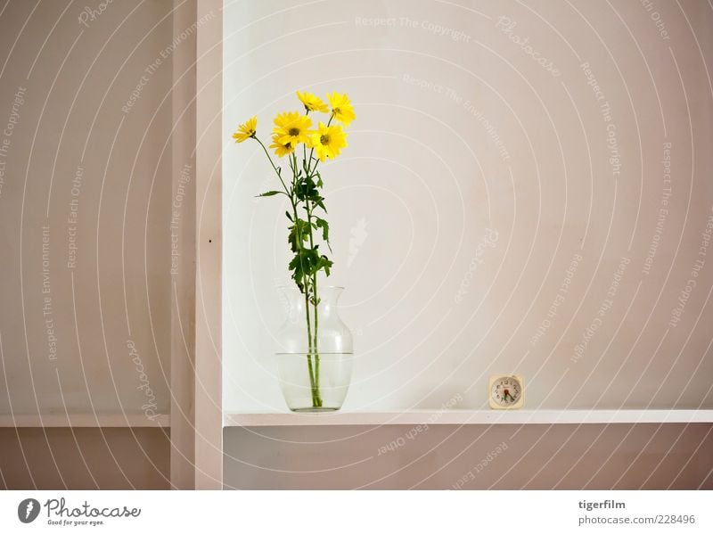 Stillleben mit Margeriten gelb Korbblütengewächs Gänseblümchen Blume Pflanze Vase Wasser Uhr zuschauen sechs Regal Zirkel Teilung noch Leben ""Stillleben"""