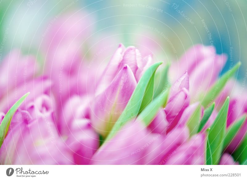 Mädchenfoto deluxe deluxe (Nr. 1234) Pflanze Frühling Blume Tulpe Blatt Blüte Blühend Duft Wachstum violett Tulpenblüte Blumenstrauß Frühlingsblume Farbfoto