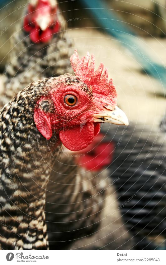 putputput Tier Nutztier Vogel Haushuhn Tiergruppe Neugier rot Landleben Freilandhaltung Tierhaltung Farbfoto Außenaufnahme Nahaufnahme Detailaufnahme