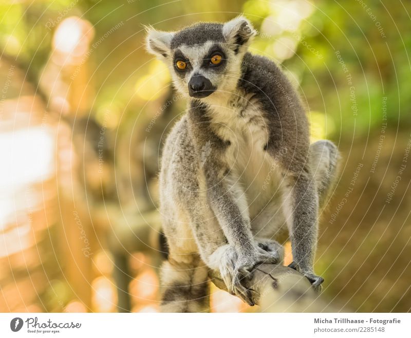 Neugierig schauen Umwelt Natur Tier Sonne Sonnenlicht Schönes Wetter Baum Sträucher Wildtier Tiergesicht Fell Krallen Pfote Affen Katta Halbaffen Auge Blick 1