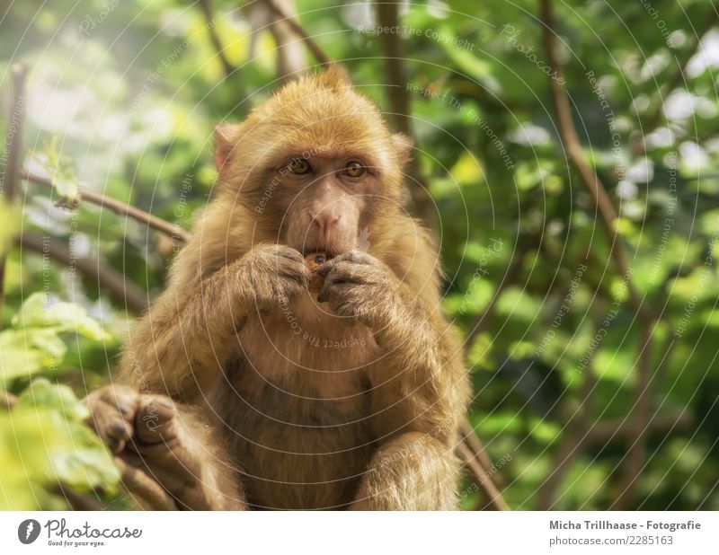 Kleiner Snack Frucht Nuss Walnuss Ernährung Essen Gesunde Ernährung Natur Tier Sonne Schönes Wetter Pflanze Baum Sträucher Wildtier Tiergesicht Fell Affen