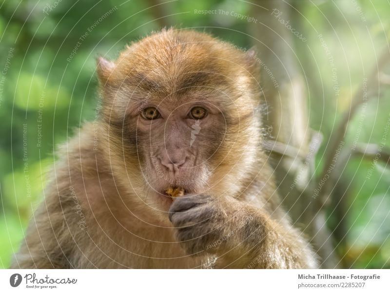 Kleiner Imbiss zwischendurch Frucht Nuss Walnuss Ernährung Essen Natur Tier Sonne Schönes Wetter Baum Sträucher Wildtier Tiergesicht Fell Affen Berberaffen Auge