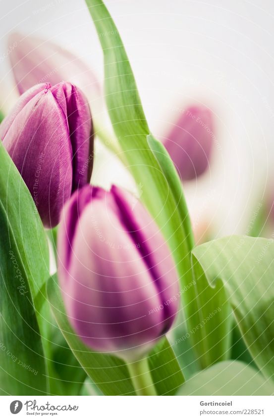 Lilagrün Pflanze Frühling Blume Tulpe Blatt Blüte Blumenstrauß Duft frisch schön violett Frühlingsblume Tulpenblüte Farbfoto Nahaufnahme Hintergrund neutral