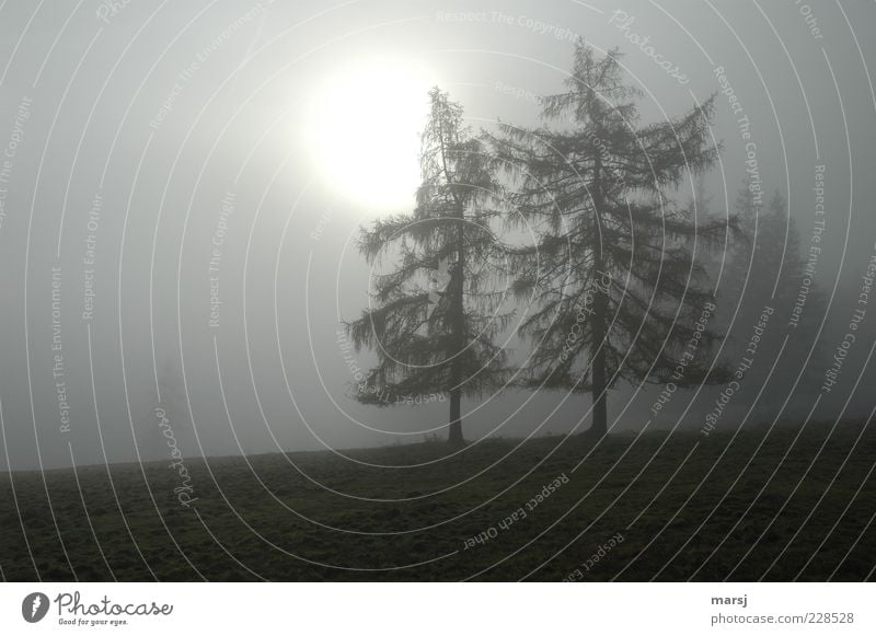 Novembernebel Natur Herbst schlechtes Wetter Nebel Baum Feld Wald beobachten frieren stehen träumen Traurigkeit verblüht warten alt bedrohlich dunkel einfach