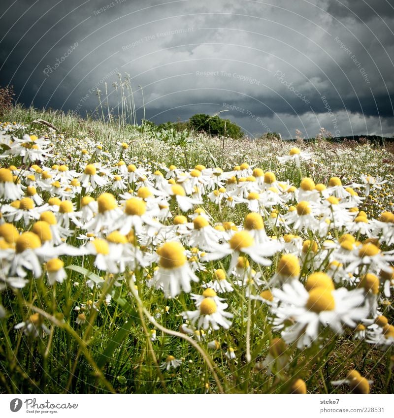 storm is still coming Landschaft schlechtes Wetter Unwetter Sturm Gras Blüte Kamillenblüten Wiese Blühend leuchten bedrohlich gelb grau grün Sturmfront