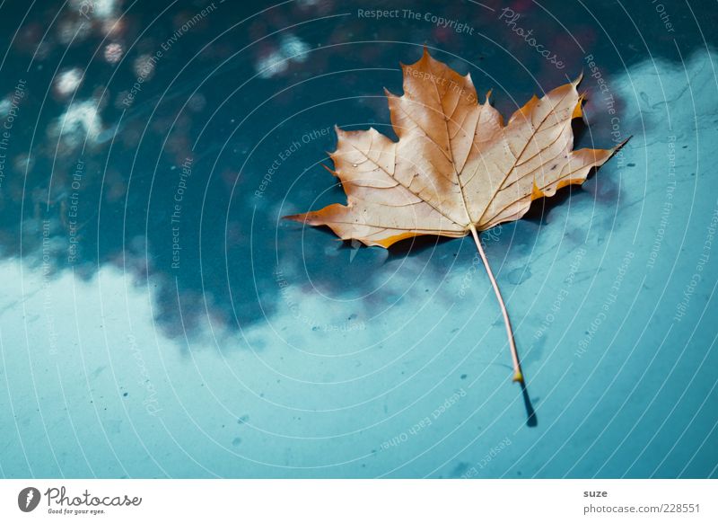 Sonntagsblatt Natur Pflanze Herbst Wetter Blatt alt ästhetisch schön blau Einsamkeit Zeit Herbstlaub herbstlich Jahreszeiten Färbung Herbstbeginn Oktober