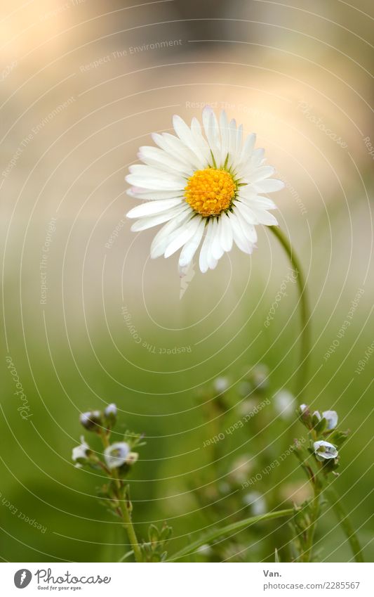 Gänseblümchen Natur Pflanze Herbst Blume Gras Blüte Garten Wiese klein grün weiß Farbfoto mehrfarbig Außenaufnahme Nahaufnahme Makroaufnahme Menschenleer Tag