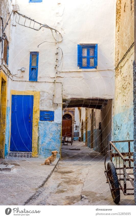 Welpe an der Straße, Essaouira exotisch Erholung Ferien & Urlaub & Reisen Tourismus Ausflug Abenteuer Sommer Sonne Strand Meer Natur Tier Sand Himmel Küste gelb