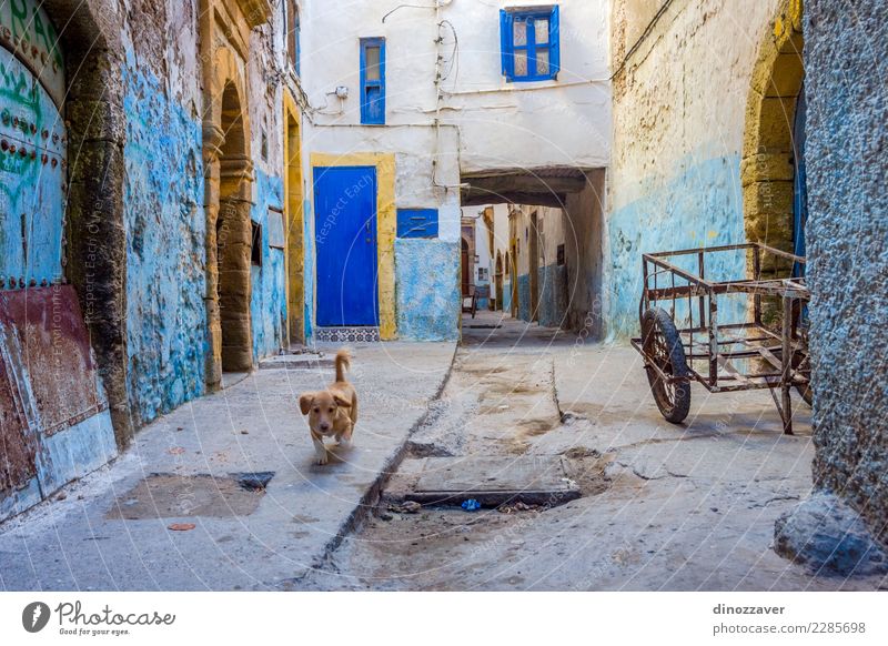 Welpe an der Straße, Essaouira Ferien & Urlaub & Reisen Tourismus Haus Kultur Tier Stadt Gebäude Architektur Hund alt niedlich blau Farbe Marokko Afrika Medina