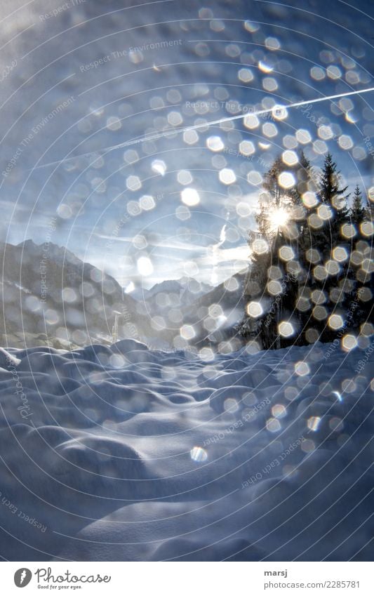 Tröpfchenzauber Leben harmonisch ruhig Ausflug Winter Schnee Winterurlaub Natur Schönes Wetter Eis Frost außergewöhnlich fantastisch einzigartig kalt blau Glück