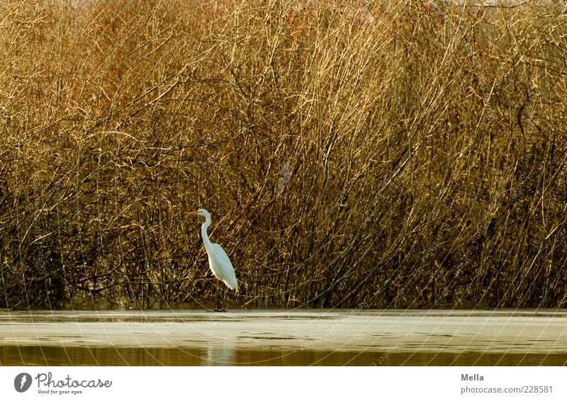 Last Bird Standing Umwelt Natur Pflanze Tier Sträucher Seeufer Teich Wildtier Vogel Reiher Silberreiher 1 stehen frei natürlich braun Freiheit Idylle ruhig