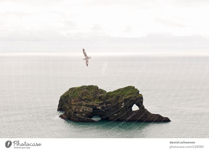 rechts das Auge und die Nase... Umwelt Natur Wasser Himmel Wellen Küste Meer Insel Vogel 1 Tier hell Island Skandinavien fliegen Horizont Textfreiraum links