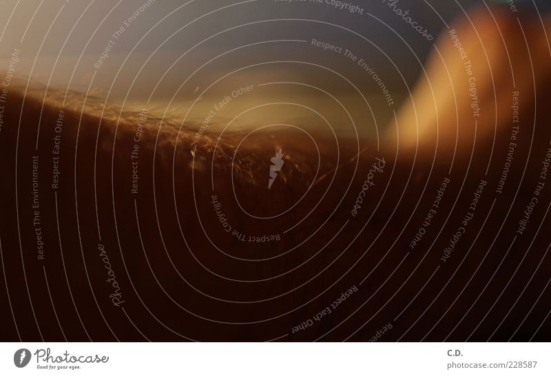 Armbehaarung maskulin Mann Erwachsene Haut Haare & Frisuren Arme 1 Mensch ästhetisch schön weich blau braun gelb gold grau schwarz Gefühle Vertrauen Schutz