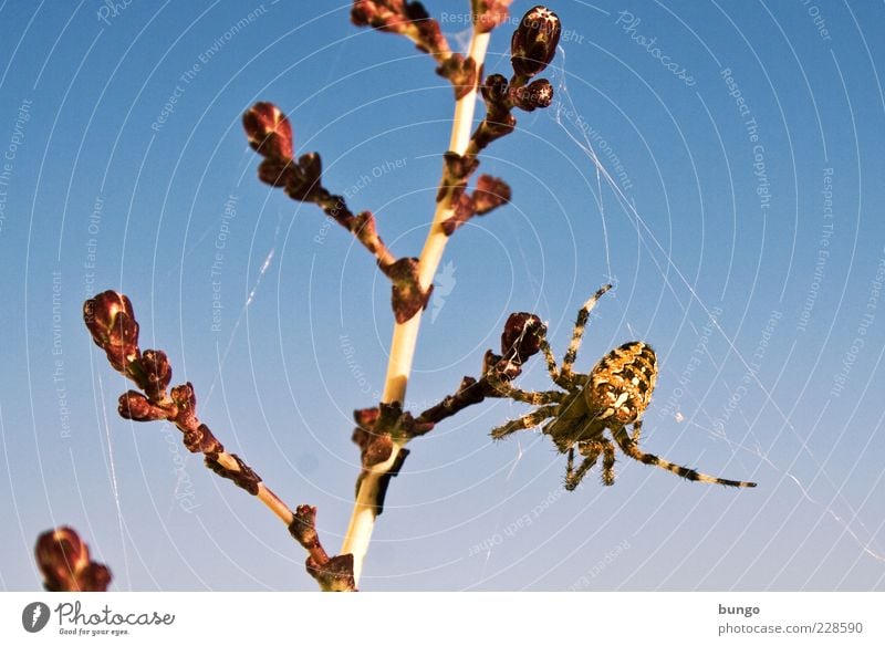 Abhängen Tier Wildtier Spinne 1 Ekel Spinnennetz Kreuzspinne Spinnenangst Spinnenphobie Pflanze Stengel Natur Farbfoto Außenaufnahme Tag Tierporträt Nahaufnahme