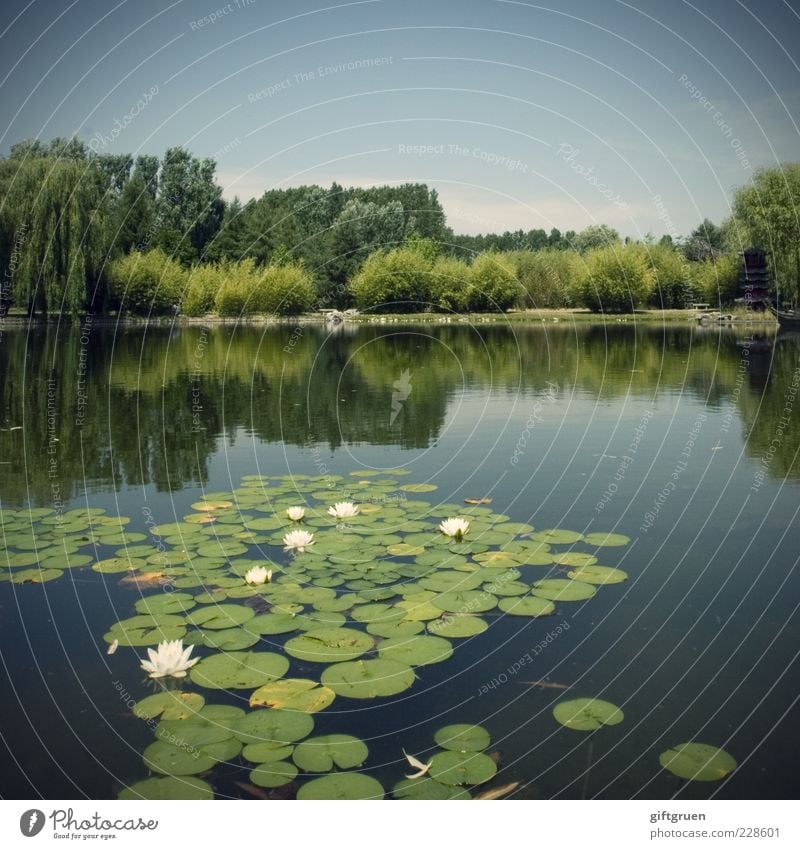 schwimmgruppe Umwelt Natur Landschaft Urelemente Wasser Himmel Sommer Schönes Wetter Pflanze Baum Blume Gras Sträucher Blatt Blüte Park Wiese Teich See