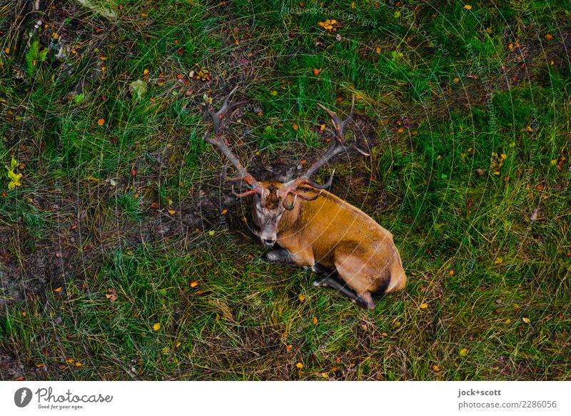 Platzhirsch Tier Erde Herbst Gras Wiese Waldboden Franken Wildtier Hirsche Horn 1 liegen authentisch natürlich unten grün Gefühle Stimmung Zufriedenheit