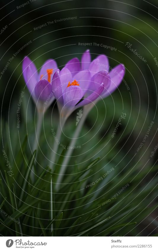 wachsen und gedeihen | zum Licht gewandt Krokusse Krokusblüten blühende Krokusse Frühlingskrokusse Frühblüher Crocus Frühlingsblumen blühende Frühlingsblumen