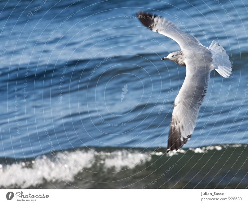 Möve im Flug Umwelt Natur Urelemente Wasser Tier Wildtier Vogel 1 fliegen Meer Amerika Flügel Wellen blau Schönes Wetter Farbfoto Außenaufnahme Möwe