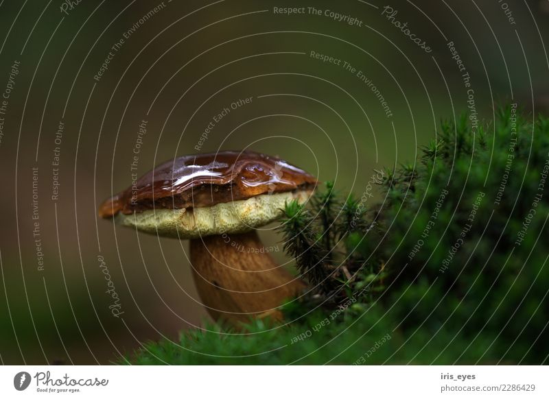 Maronenröhrling im Herbstwald Natur Pflanze stehen Wachstum nass braun grün Kraft Pilz Braunkappe Farbfoto Gedeckte Farben Außenaufnahme Textfreiraum oben