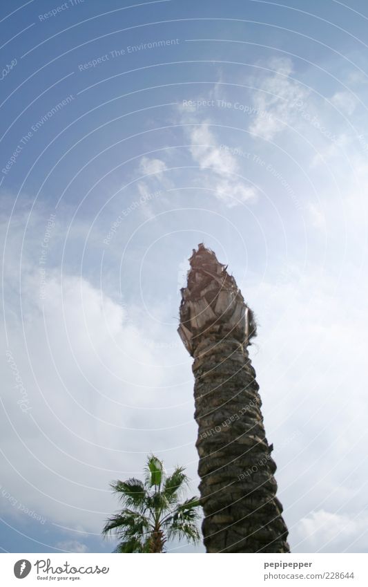 nature dildo exotisch Leben Himmel Sommer Schönes Wetter Baum Holz verblüht blau Farbfoto Außenaufnahme Detailaufnahme Tag Kontrast Silhouette Sonnenlicht