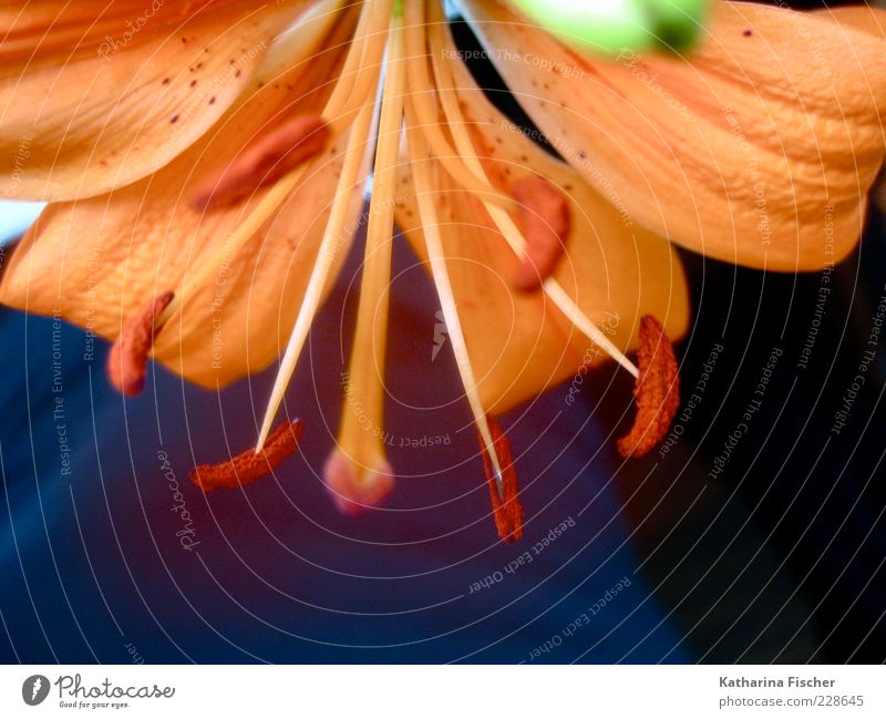 Lily was here Gemälde Pflanze Blume Blüte grün Blühend Blütenknospen Blütenstempel orange Lilien Liliengewächse Lilienblüte Natur schön frisch Wachstum Frühling