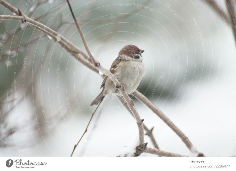 Haussperling im Winter Tier Vogel 1 sitzen Zufriedenheit ruhig kalt Natur Selbstständigkeit Stolz Farbfoto Gedeckte Farben Außenaufnahme Morgen Tierporträt