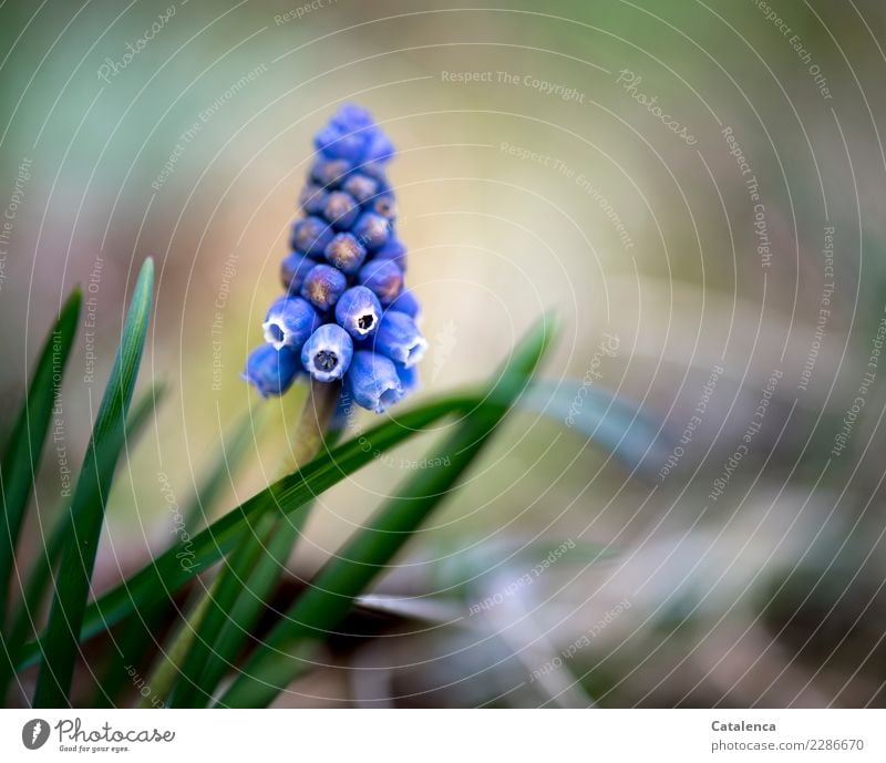 Becherhyazinthe Natur Pflanze Frühling Blume Hyazinthe Garten Blühend Duft verblüht dehydrieren Wachstum ästhetisch schön klein blau braun grün violett Stimmung