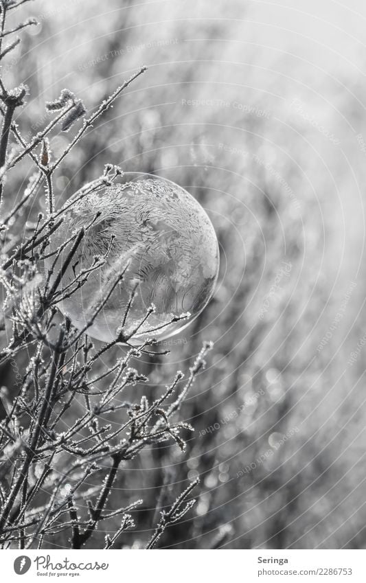 Frostig Natur Winter Eis Sträucher frieren gefroren Seifenblase Gefrorene Seifenblase Minusgrade kalt Außenaufnahme Nahaufnahme Detailaufnahme Makroaufnahme