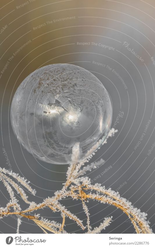 Zarte im Eismantel eingehüllte Seifenblase Natur Landschaft Pflanze Tier Winter Frost Schnee Gras frieren glänzend ästhetisch außergewöhnlich dünn weiß gefroren