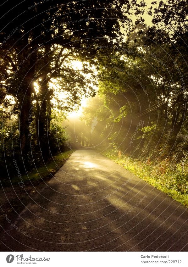 Frühnebel harmonisch Erholung Freiheit Sommer Natur Landschaft Pflanze Sonnenlicht Klima Nebel Baum Wald Straße Wege & Pfade leuchten friedlich Hoffnung