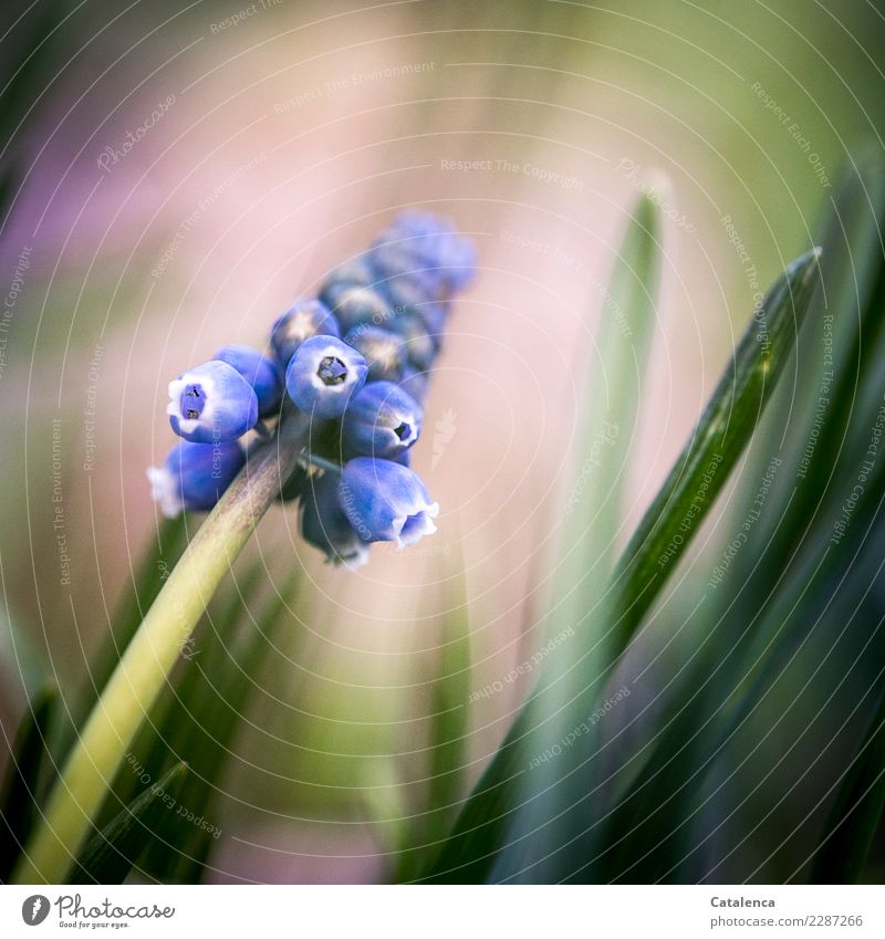 Wachsen und gedeihen | warum nicht schon jetzt Natur Pflanze Frühling Blatt Blüte Hyazinthe Traubenhyazinthe Garten Wald Blühend Duft verblüht Wachstum