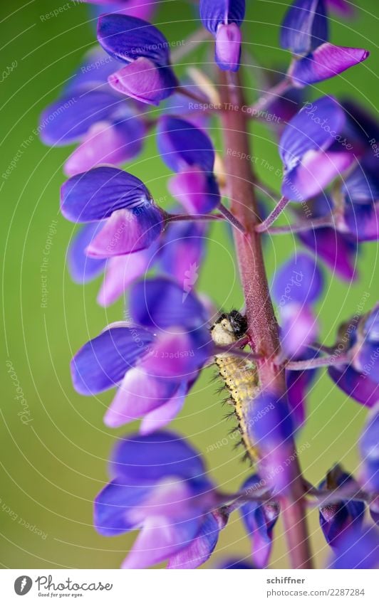 Nimmersatt Natur Pflanze Blüte Tier Wildtier 1 Fressen violett Raupe Lupinenblüte Blütenstauden Blütenpflanze Außenaufnahme Menschenleer