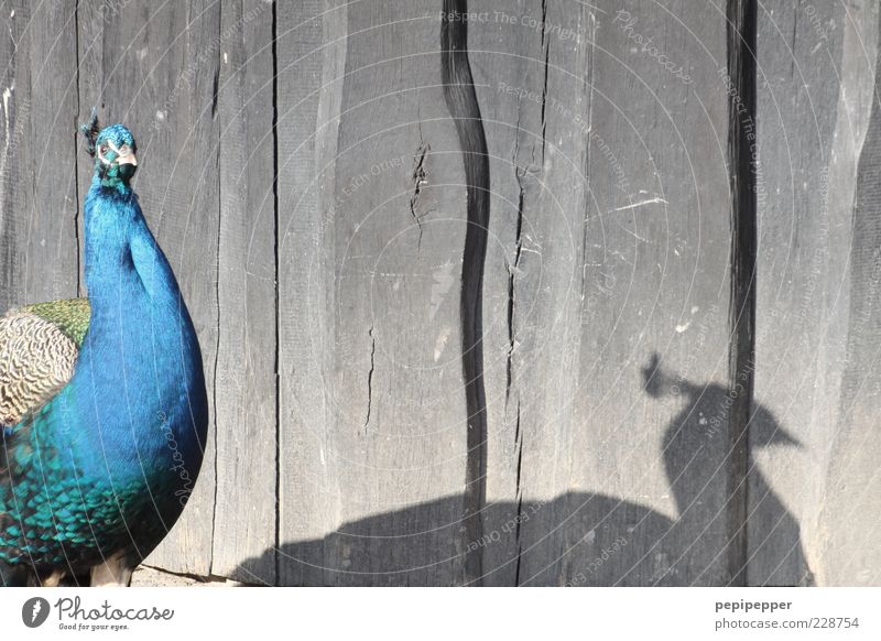 –I ___I Sommer Zoo Tier Wildtier Vogel Tiergesicht 1 Brunft blau grau grün Farbfoto Außenaufnahme Nahaufnahme Detailaufnahme Menschenleer Tag Licht Schatten