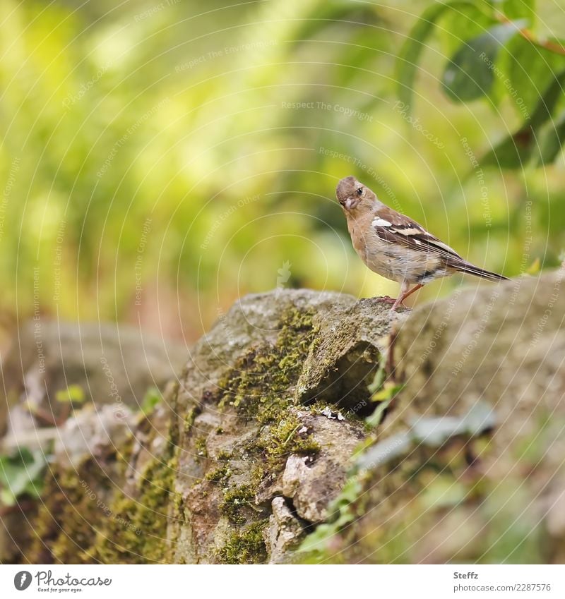 volle Aufmerksamkeit Buchfink Fink Vogel Wildvogel kleiner Vogel Vogelweibchen Weibchen beobachten Wachsamkeit aufmerksam Neugier wachsam Interesse Begegnung