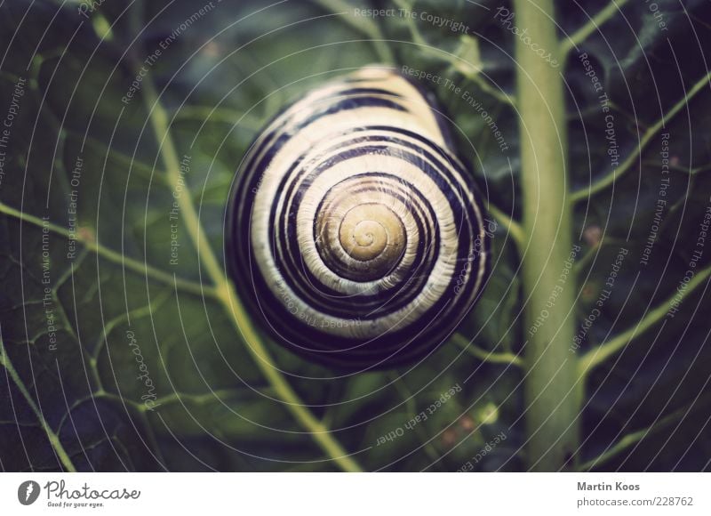 Haus im Grünen Natur Pflanze Blatt Schnecke 1 Tier rund Zufriedenheit Design Schutz Muster Linie Schneckenhaus Spirale Kreis Farbfoto Polaroid Licht Schatten