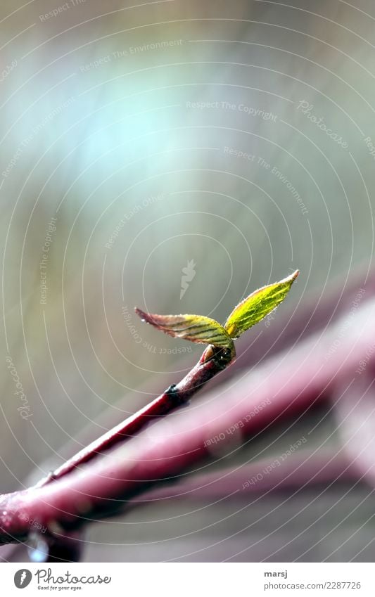 wachsen und gedeihen | zweiblättrig Leben harmonisch Natur Frühling Pflanze Blatt Ast Hartriegel Zweig 2 leuchten Wachstum dünn authentisch frisch Zusammensein