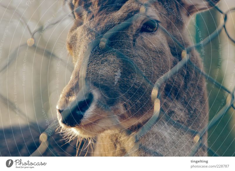 Hinter Gittern Natur Tier Wildtier Tiergesicht Hirsche 1 beobachten leuchten Blick weich braun gelb gold Warmherzigkeit Reinheit gefangen Fell Auge Zaun