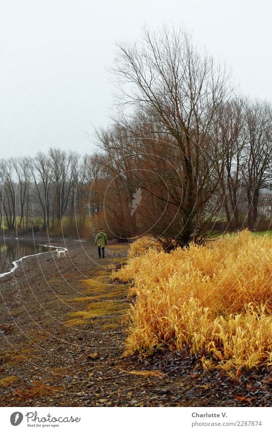 Winterspaziergang Ausflug Spaziergang Spazierweg Landschaft schlechtes Wetter Baum Gras Seeufer Haustier Hund 1 Tier Erholung gehen laufen leuchten einfach