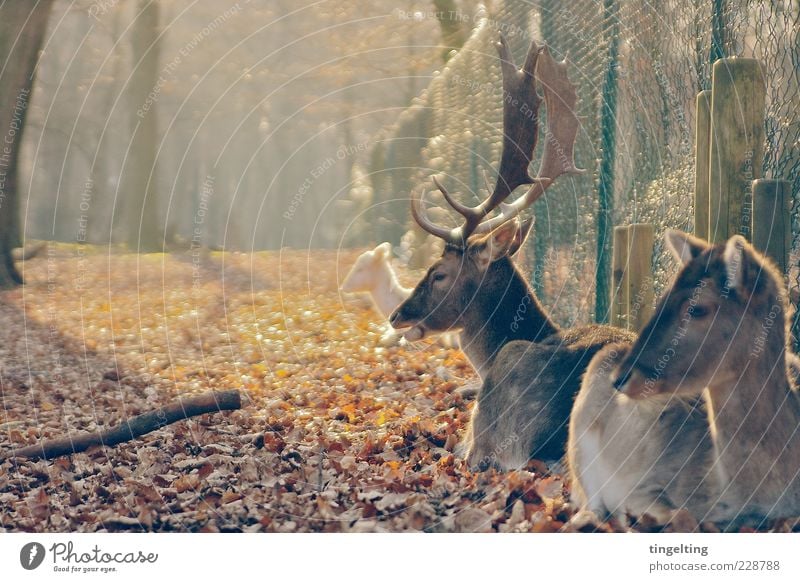 Ruhe Natur Schönes Wetter Einigkeit Warmherzigkeit Zusammenhalt Hirsche Reh Herde Zaun Blatt Wildpark gelb gold braun Horn Farbfoto Gedeckte Farben