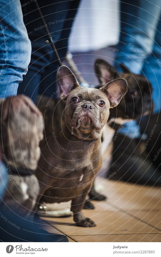 Was guckst du?! Veranstaltung Show Hundeausstellung Tier Haustier Bulldogge 3 Tiergruppe warten frech Neugier niedlich Konkurrenz vergleichen Freizeit & Hobby