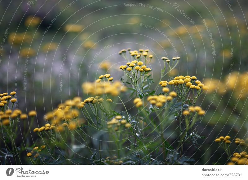 camille . Natur Pflanze Sommer Sträucher Blüte kalt blau gelb grün Kamille Kamillenblüten Farbfoto Gedeckte Farben Außenaufnahme Detailaufnahme Menschenleer