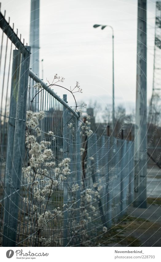 trist Umwelt Winter schlechtes Wetter Pflanze Sträucher Wildpflanze Menschenleer Industrieanlage Schornstein ästhetisch authentisch kalt blau grau Stimmung