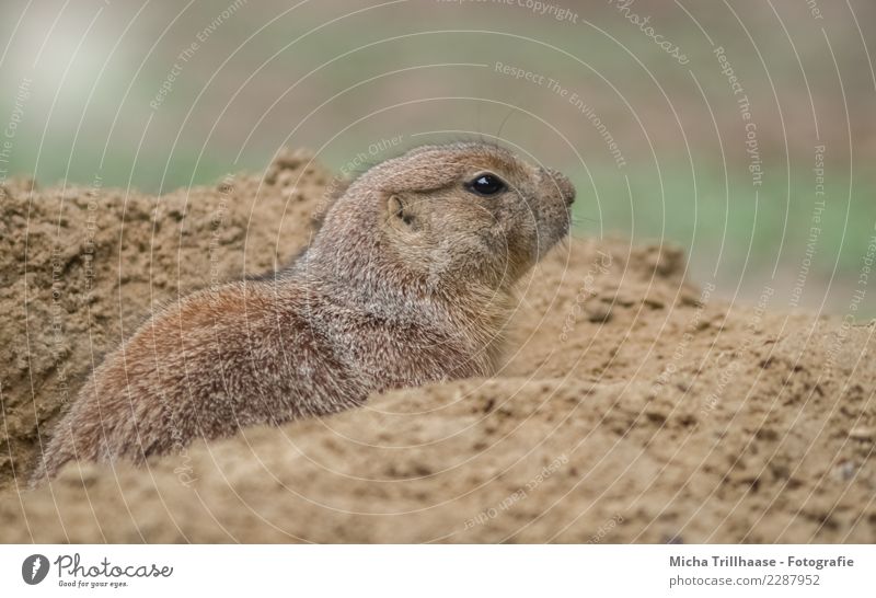 Vorsichtig umsehen Natur Tier Sand Sonne Schönes Wetter Wildtier Tiergesicht Fell Präriehund Nagetiere Kopf Auge Nase 1 bauen beobachten Blick warten nah