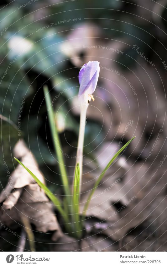 signs of life Umwelt Natur Pflanze Erde Frühling Blume Blüte Grünpflanze Wildpflanze Blühend Wachstum frisch schön natürlich grün Blatt Farbfoto Gedeckte Farben