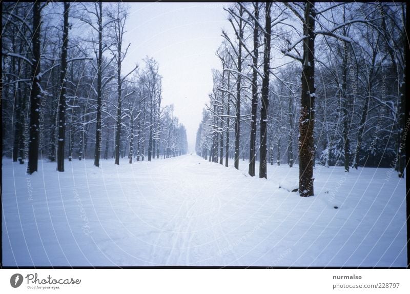 kalte Ferne Umwelt Natur Landschaft Winter schlechtes Wetter Eis Frost Wald Potsdam Wege & Pfade atmen frieren gehen genießen trist Erholung Wellness Ziel