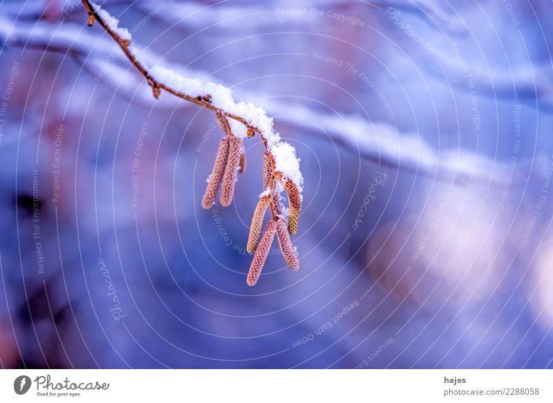 Haselnussblüte im Schnee Winter Natur Pflanze Wetter Blüte kalt weiß Idylle Gemeine Hasel Corylus avellana Haselstrauch Haselnussstrauch heimisch Schneehaube