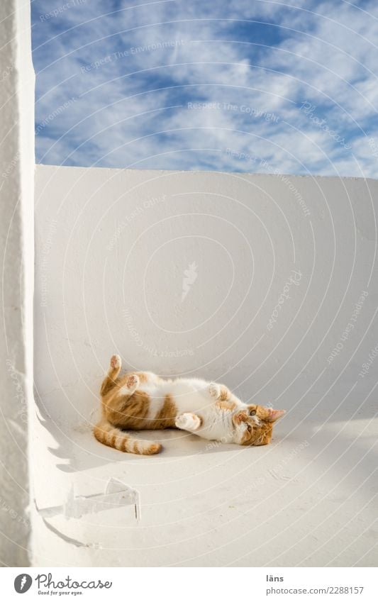 schwungvoll l abrollen Himmel Haus Mauer Wand Balkon Tier Katze 1 Bewegung Erholung niedlich Glück Zufriedenheit Vorfreude Optimismus Leidenschaft Erwartung