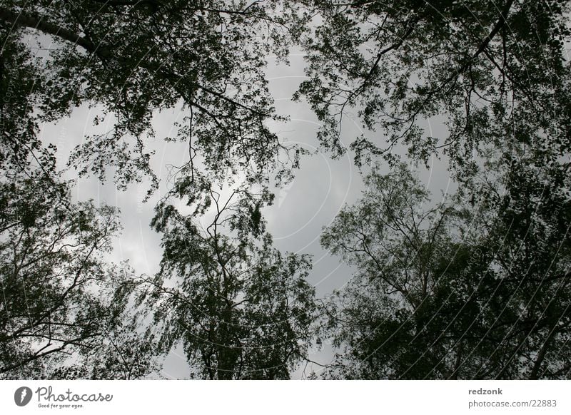 Blätterhimmel Baum Blatt schlechtes Wetter dunkel Himmel Ast Wolken Astwerk