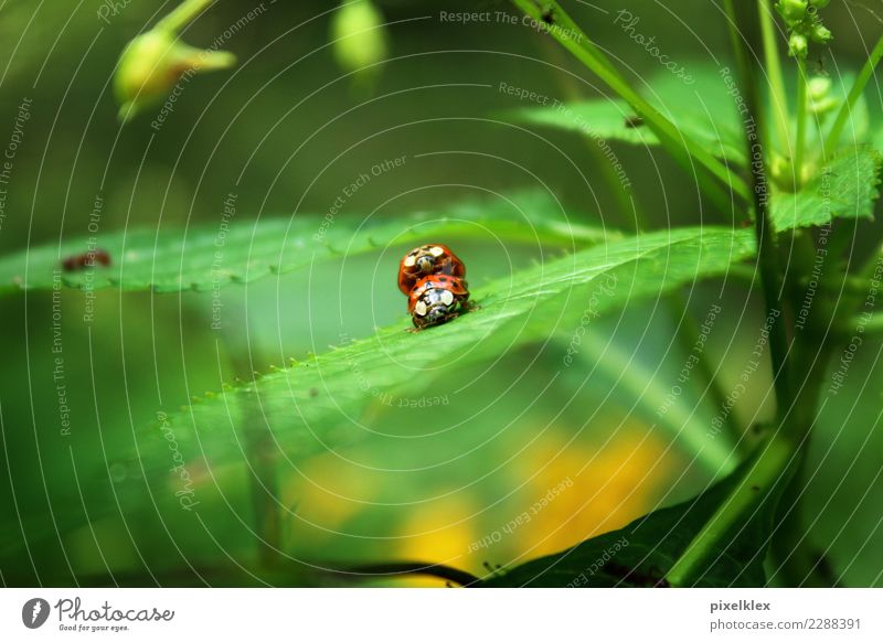 Erwischt! Natur Pflanze Tier Frühling Sommer Blatt Grünpflanze Park Wiese Käfer Marienkäfer 2 Tierpaar krabbeln Liebe Sex Zusammensein Glück klein natürlich